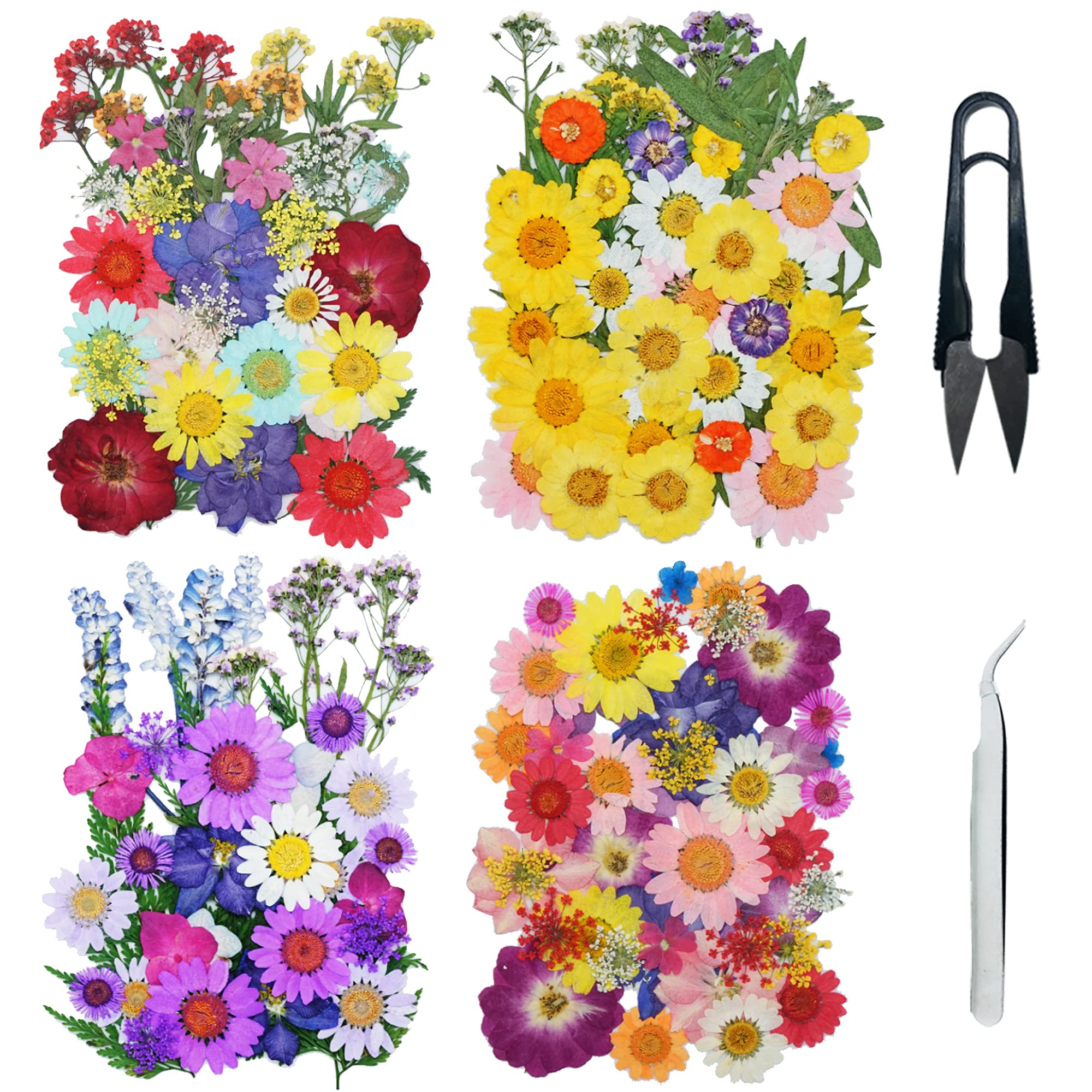 Cayway kit de 160 fleurs séchées avec pince et ciseaux