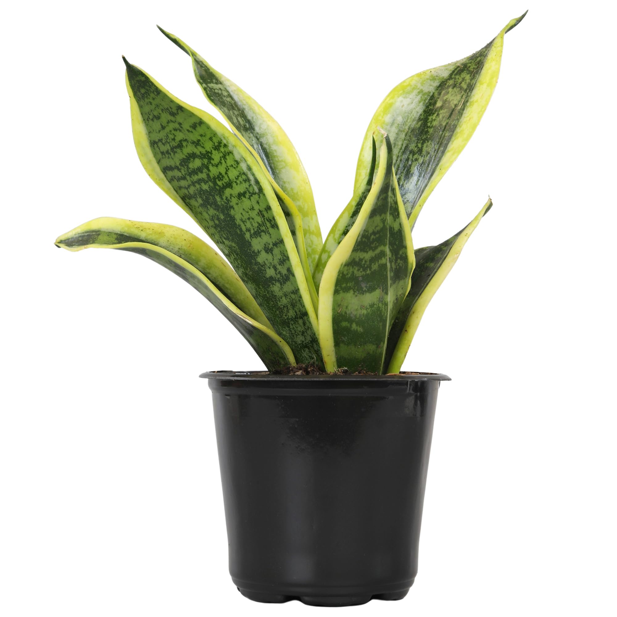 Altman Plants Live Snake Plant Superba, 4-Inch Pot