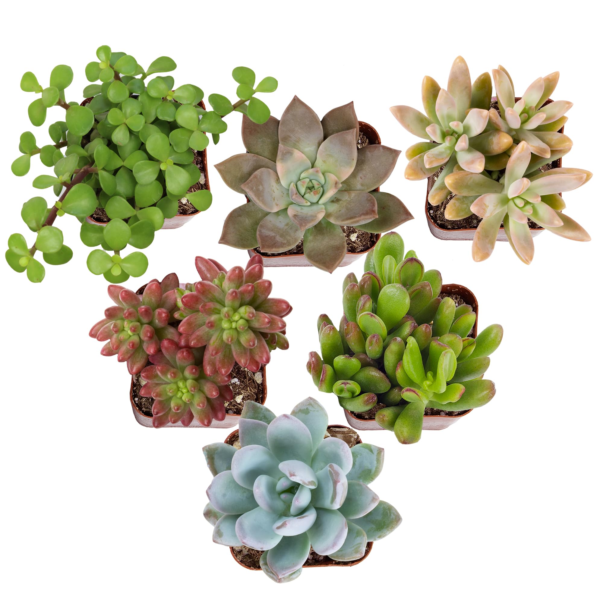 Altman Plants Live Succulents, 6-Pack in 2-Inch Pots
