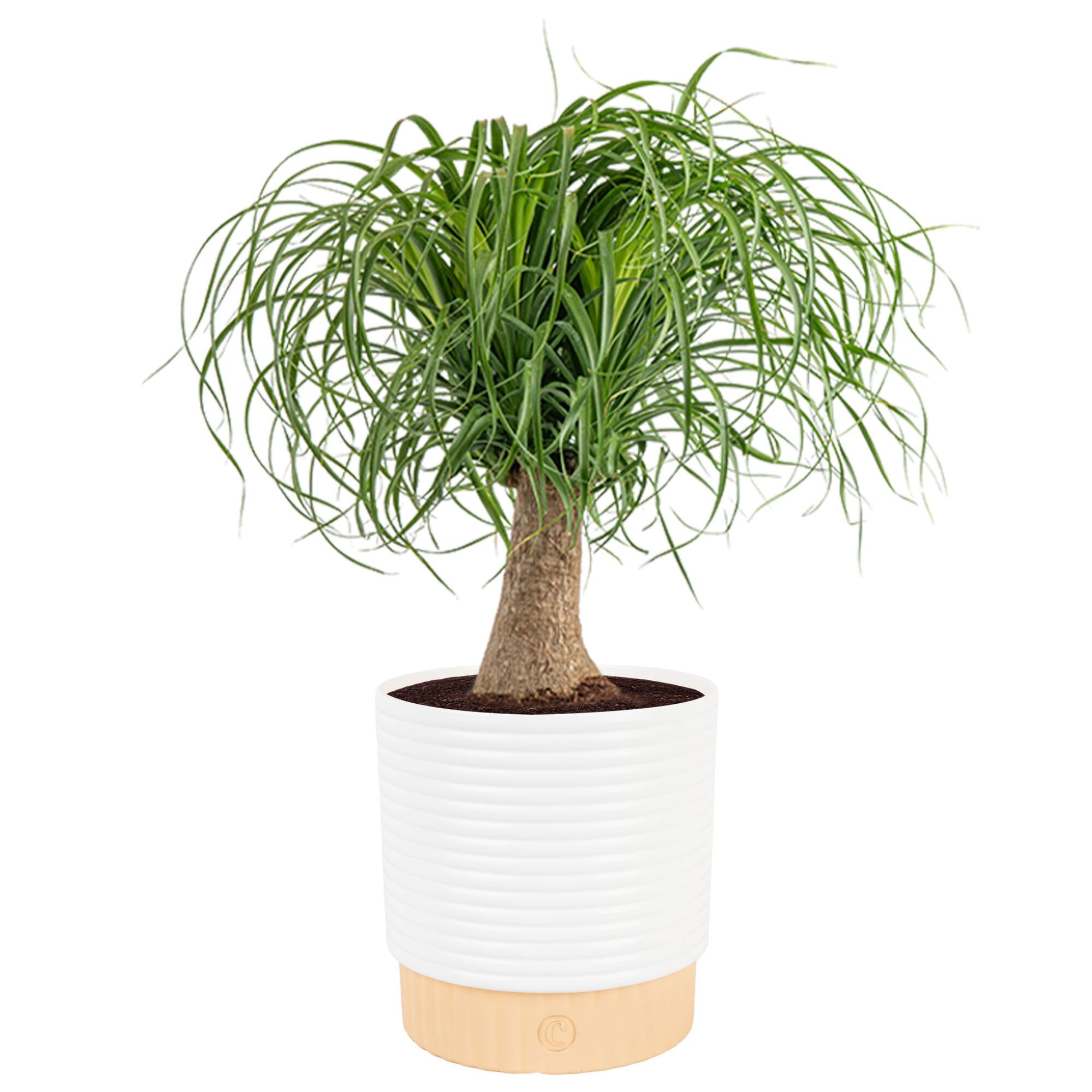 Costa Farms Ponytail Palm, Live Indoor Plant — gift idea