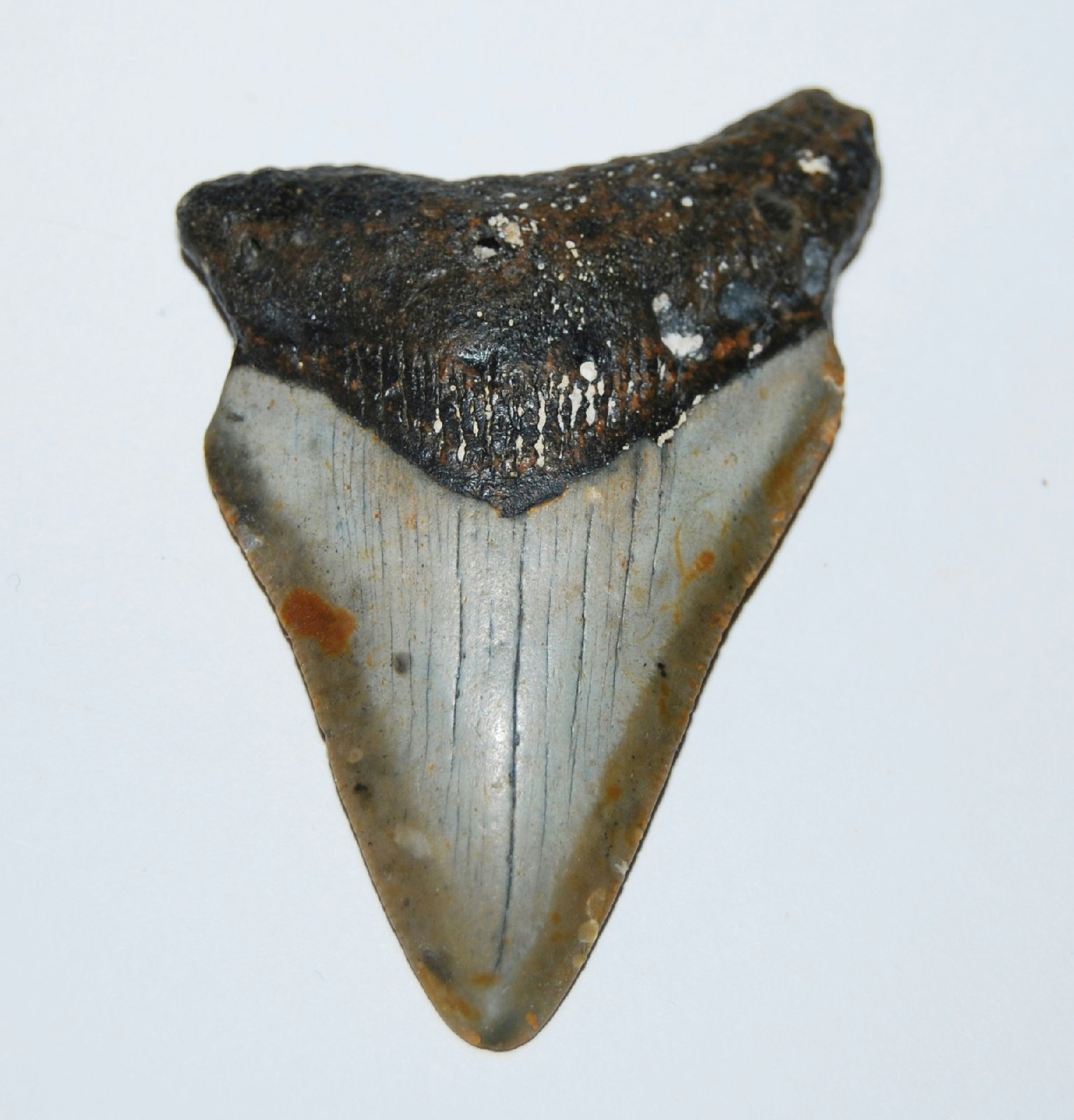 Real Megalodon Shark Tooth Fossil, 2.9 Inches, with Certificate — gift idea